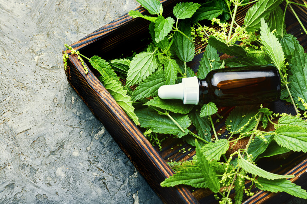 Discover the No1 Benefits of Taking Nettle Tincture Daily