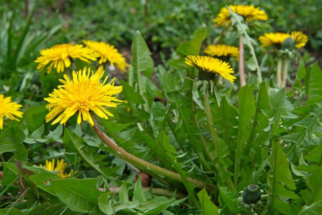 Dandelion Tincture