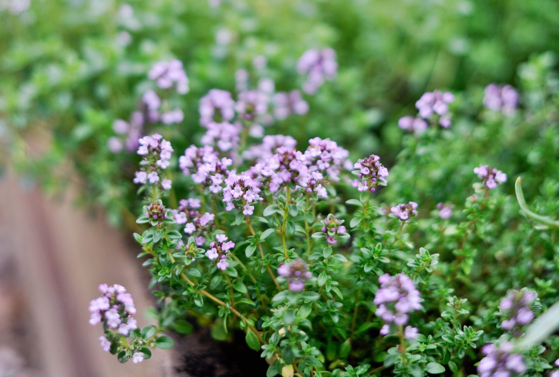 Thyme Tincture