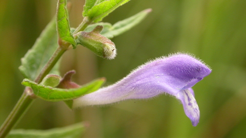 Skullcap Tincture