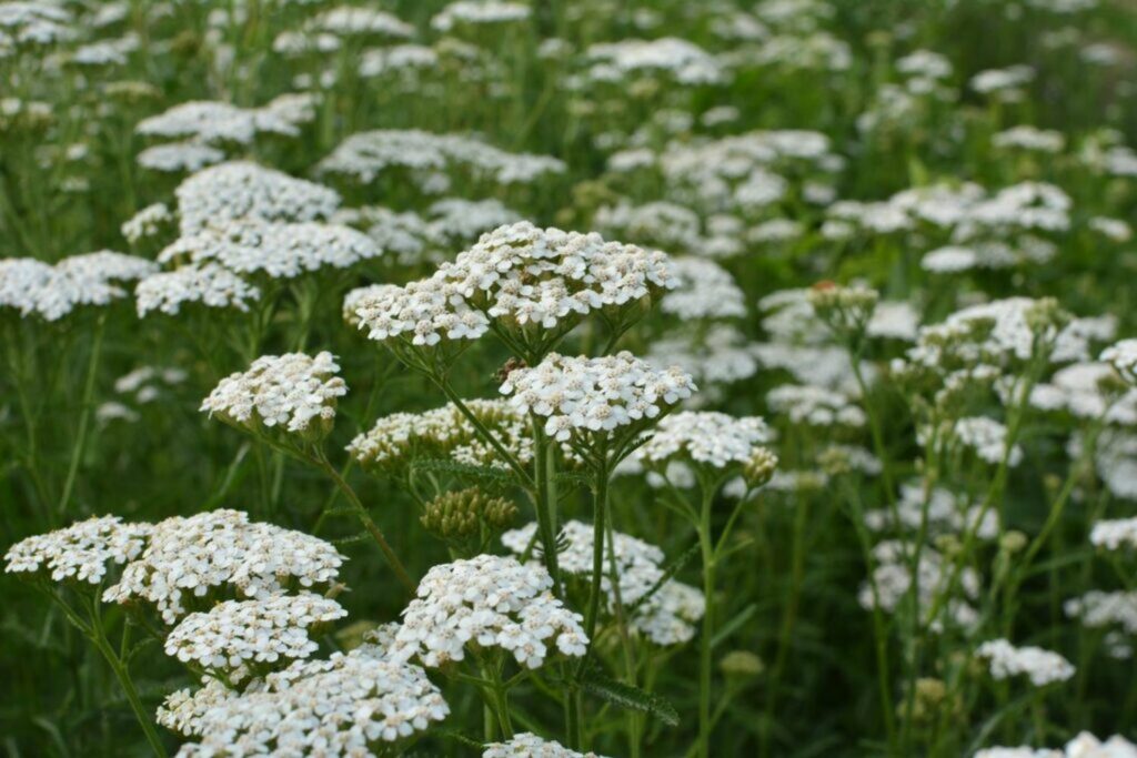 yarrow tincture