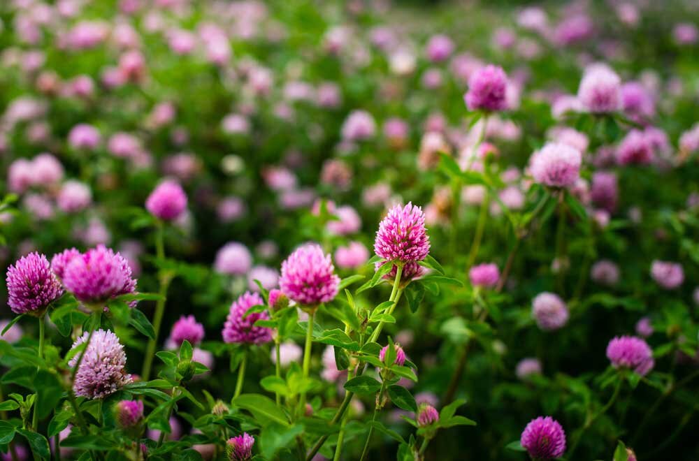 Red Clover Tincture