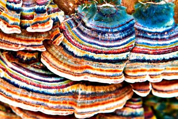 turkey tail mushrooms