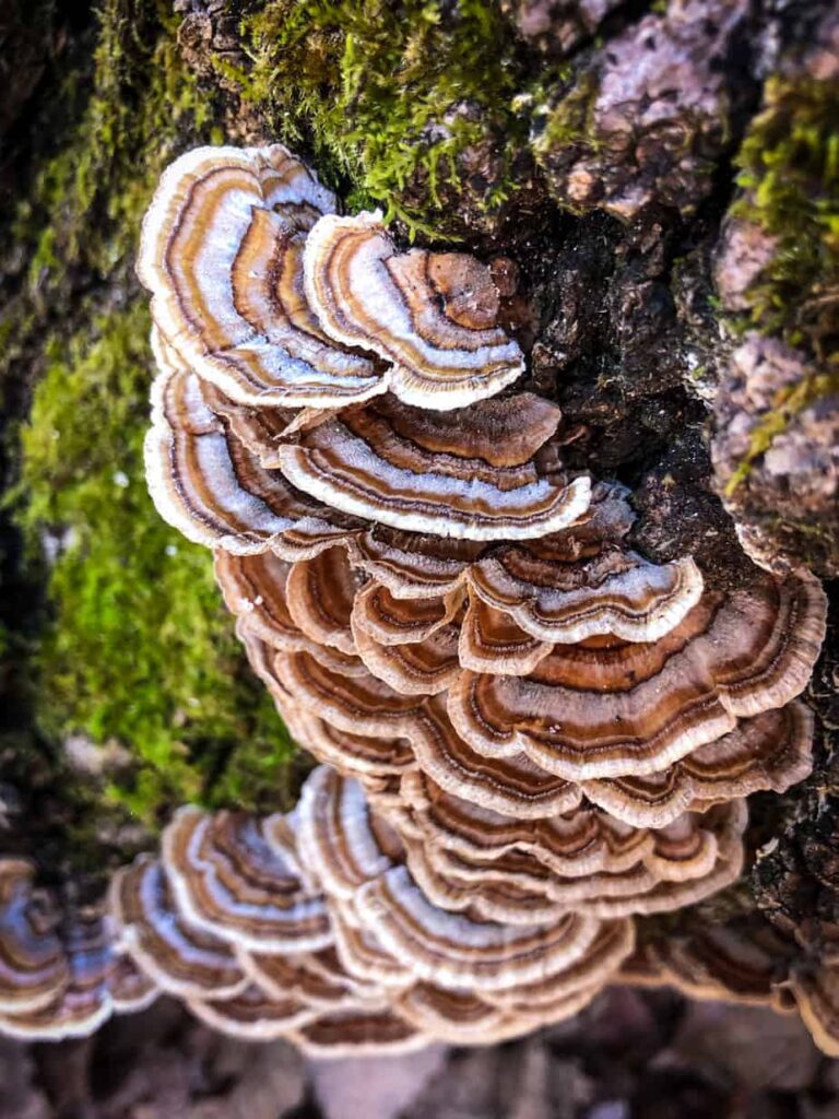 turkey tail mushrooms